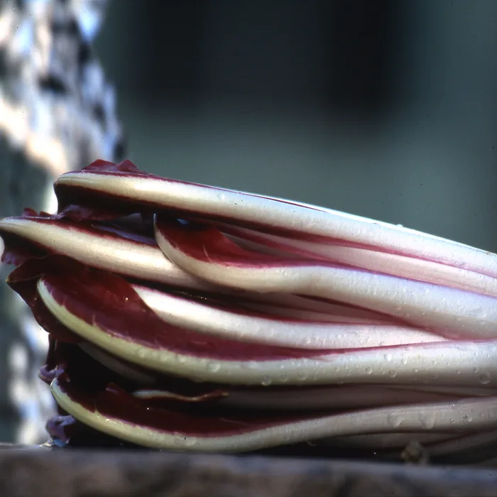 Treviso red radicchio PGI