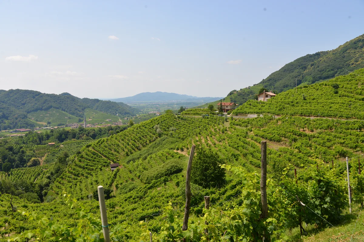 Prosecco Hills 1
