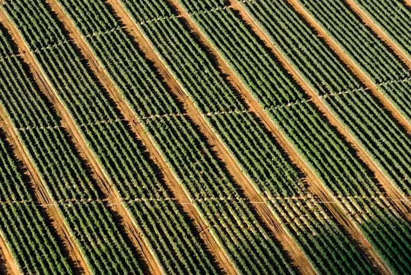 Vigneti terrazzati delle colline del Prosecco — degustazioni con autista privato