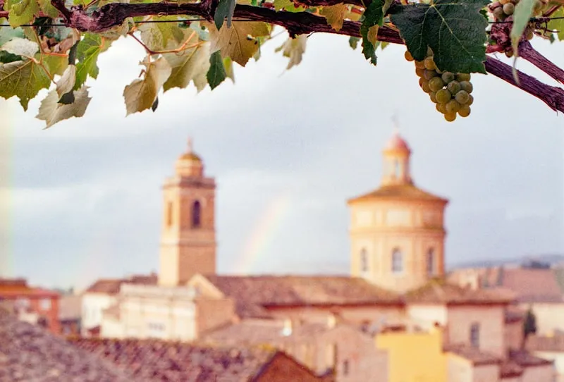 Vigneti terrazzati delle colline del Prosecco — degustazioni con autista privato